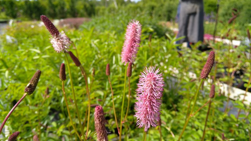 Sanguisorba hybridum   ́Wake Up ́ ®